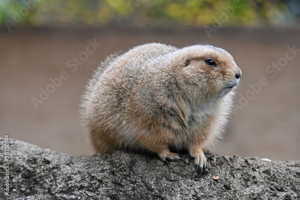 Obraz プレーリードッグ 