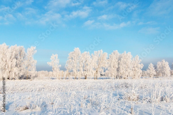 Obraz Scenery. Trees in hoarfrost in a white field against a blue sky with clouds.