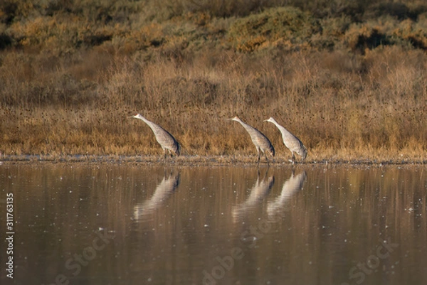 Obraz Sandhill Cranes