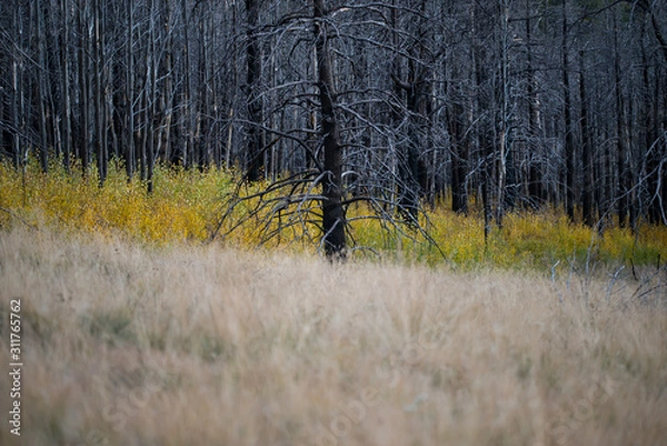 Obraz Jemez Mountains