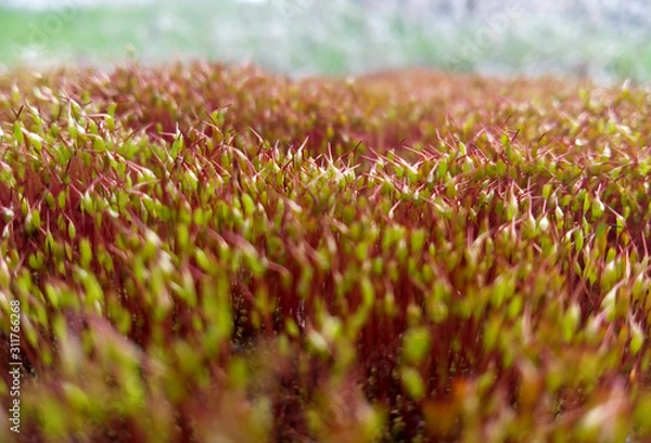 Obraz moss close up 