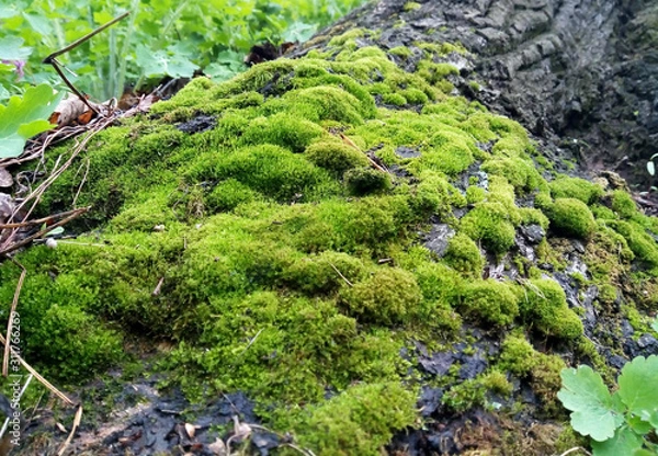 Obraz green moss on the rocks