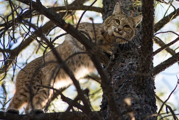 Obraz Bobcat