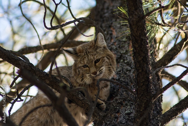 Obraz Bobcat