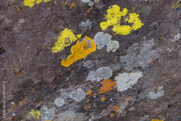 Obraz Lichen