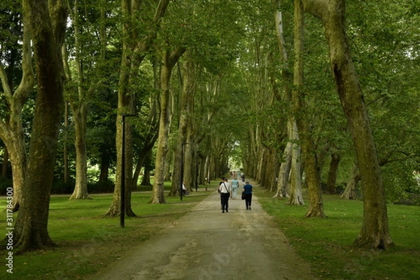 Fototapeta Promenade sous les arbres majestueux de la Roseraie Coloma à St-Pieter-Leeuw
