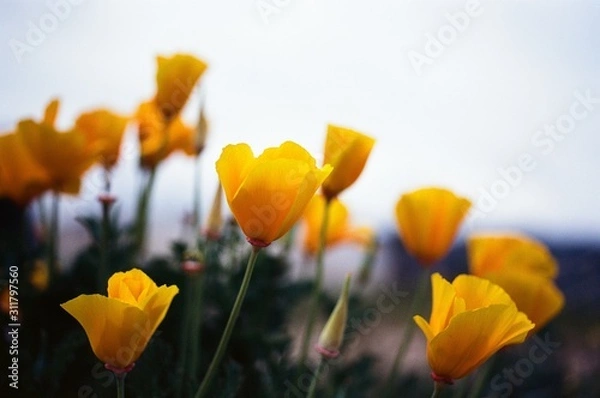 Obraz california poppies on film
