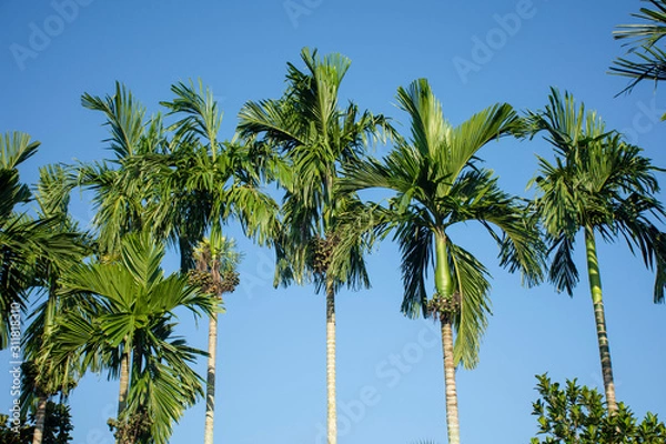 Obraz betel palm with blue background.