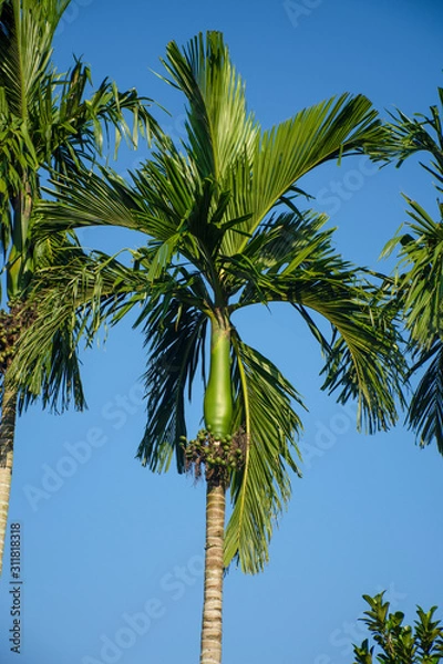 Obraz betel palm with blue background.