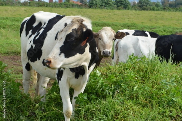 Obraz Vaca blanca y negra