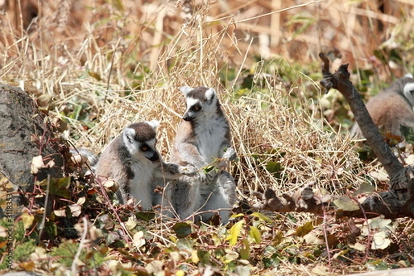 Obraz ワオキツネザル (東京・上野動物園)