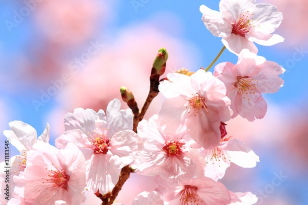 Obraz 陽光桜 (東京・上野公園)