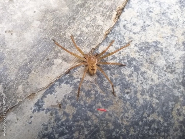 Obraz spider on the wall