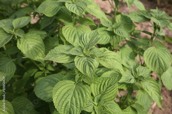 Obraz Unique fragrant perilla leaf