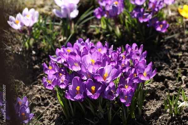 Fototapeta Blooming crocuses on a background of green grass. Spring awakening of nature in the sunlight. Pollination of fruit plants. Joyful mood. Green spaces of urban landscape design. Picking saffron