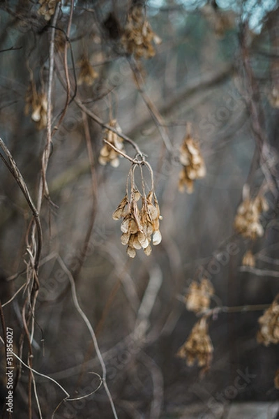 Fototapeta grass in the wind