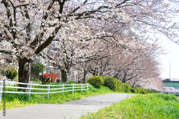 Fototapeta 満開の桜