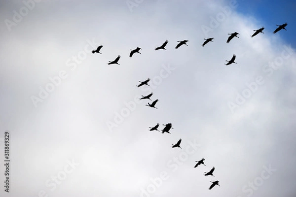 Fototapeta  Common Cranes flying in V formation 