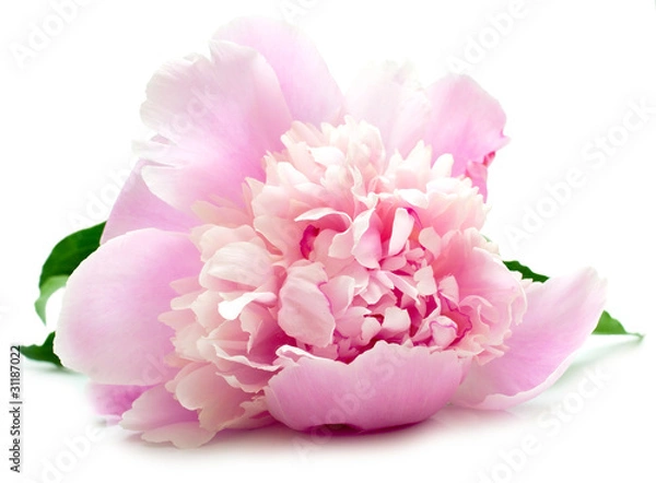 Obraz Różowa piwonii na białym
