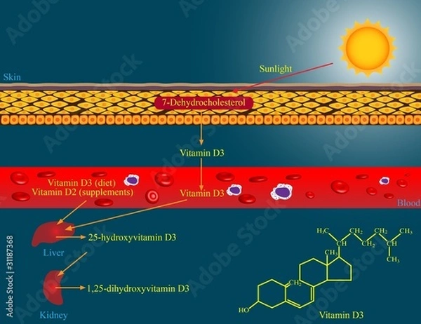 Obraz Metabolizm witaminy D.
