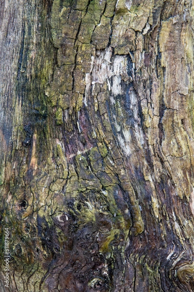 Obraz bark of a tree