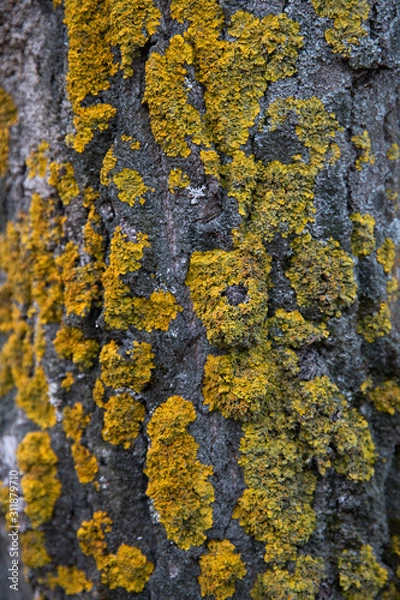 Obraz lichen on bark