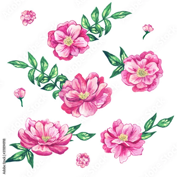 Fototapeta Set of beautiful pink flowers with leaves. Hand drawn watercolor illustration. Isolated on white background.