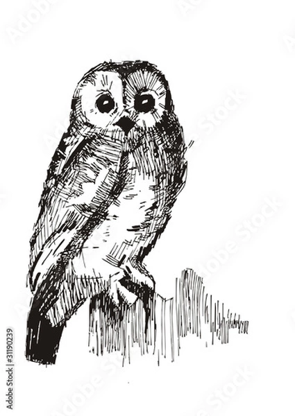 Fototapeta owl sketch