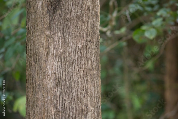 Fototapeta Teak tree in the forest 