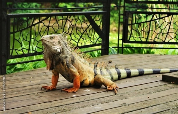 Obraz iguana on wood
