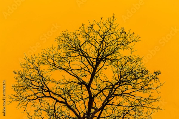 Obraz Yelow sky tree
