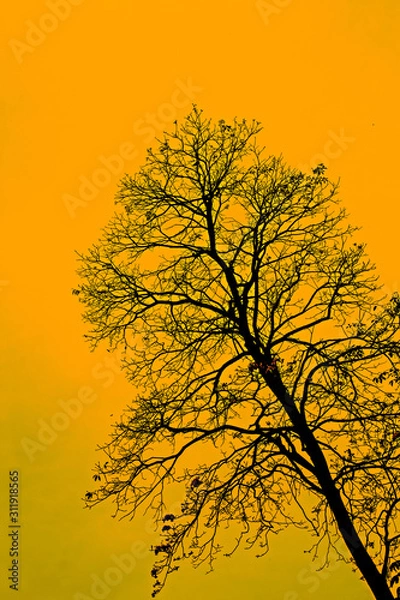 Obraz Yelow sky tree 2