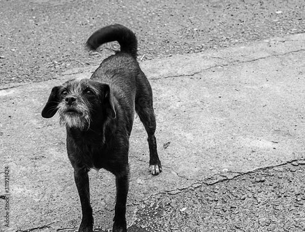 Obraz dog on street