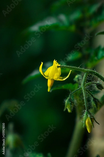 Obraz yelow flower