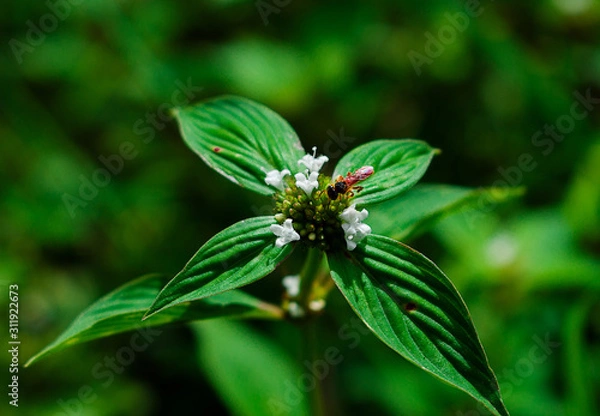 Fototapeta fly on flower