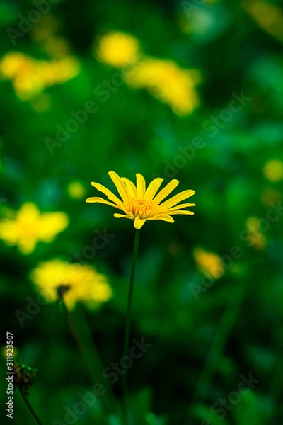 Obraz yellow flower on green background