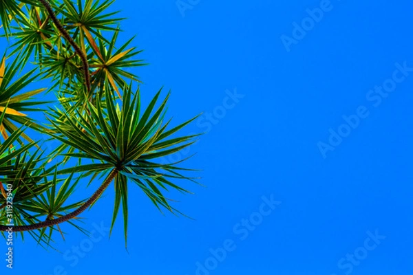 Obraz tree in the sky