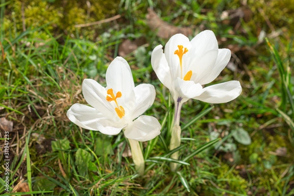 Obraz Weisse Krokusse