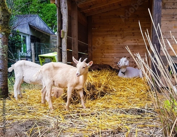 Obraz goat on farm