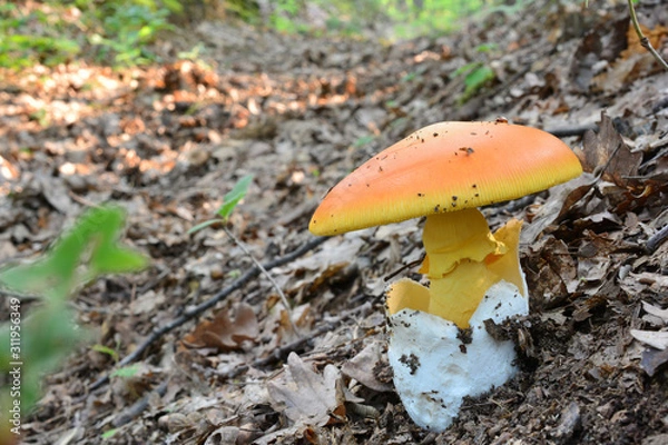 Fototapeta Nice, fully developed Amanita caesarea