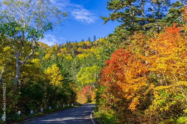 Obraz 【長野県】北アルプス　紅葉の乗鞍岳　乗鞍エコーライン