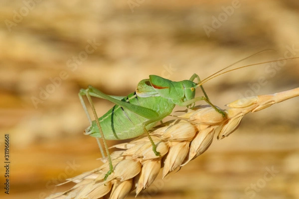 Obraz Isophya. Grasshopper is an isophy on a wheat spikelet.