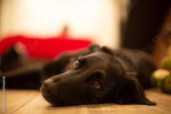 Fototapeta sleepy pup