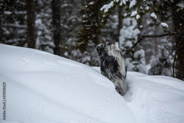 Obraz dog in the snow