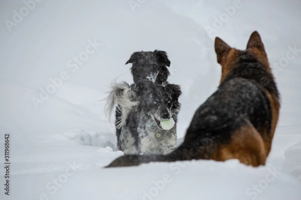 Obraz dog in the snow