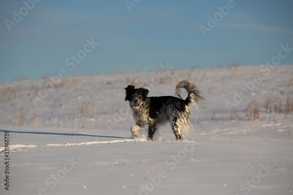 Obraz dog in the snow
