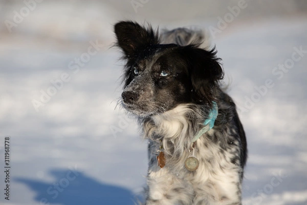 Obraz dog in the snow
