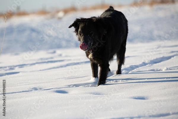 Obraz dog in the snow