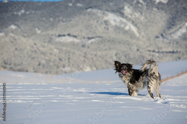 Obraz dog in the snow