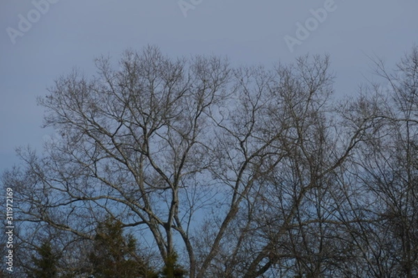 Obraz blue gray December day